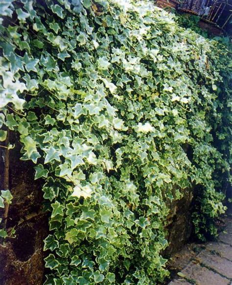 常春藤 植物 照顧|常春藤的栽培照護方法